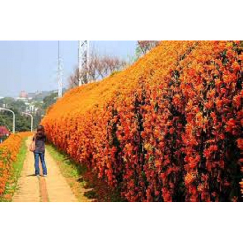 Chậu cây giống hoa leo chùm ớt siêu đẹp