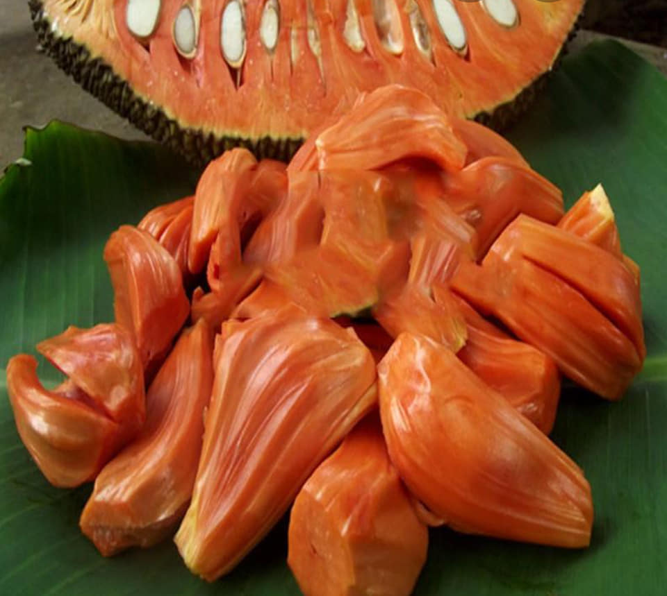 Mít ruột đỏ indo pt79 trồng chậu