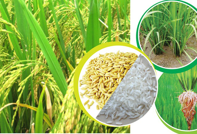 [Freeshipmax] [5kg] GẠO 504 Nở xốp khô cơm