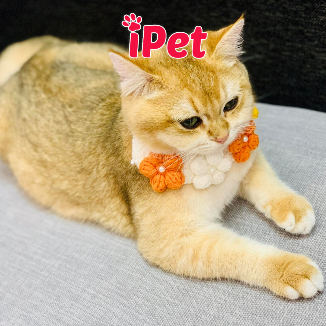 Mũ Nón Len Cho Chó Mèo - Yếm Dễ Thương Cho Thú Cưng - iPet Shop