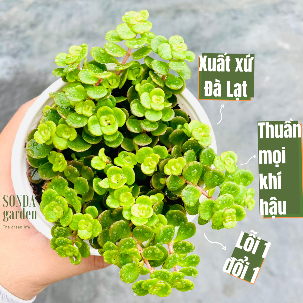 SEN ĐÁ SEDUM VẢY CÁ SIZE TRUNG BÌNH LỖI 1 ĐỔI 1
