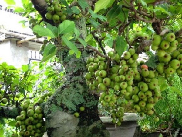 Cây sung nếp ta, lấy quả, lá,làm phôi kiểng siêu trái-cây giống