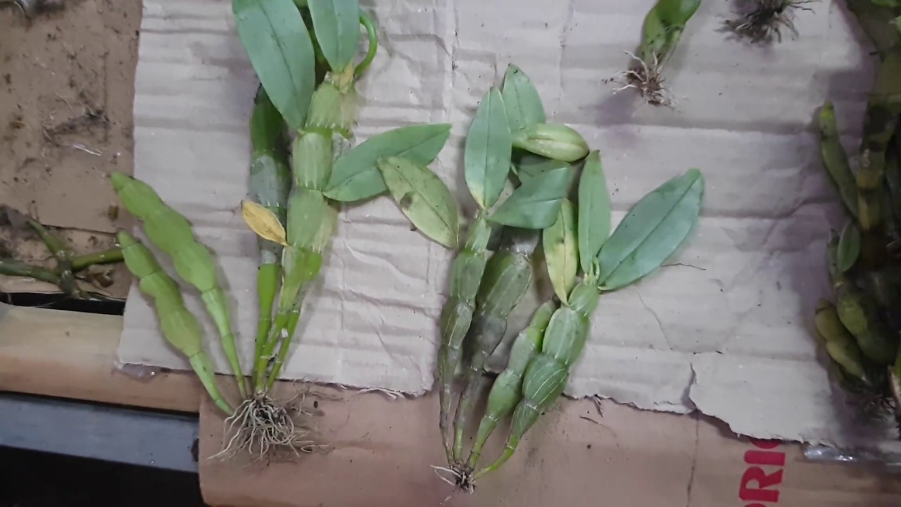 lan rừng Trần Tuấn  20gram(2 khóm) 65k (lan hiếm - hoa tháng 4)