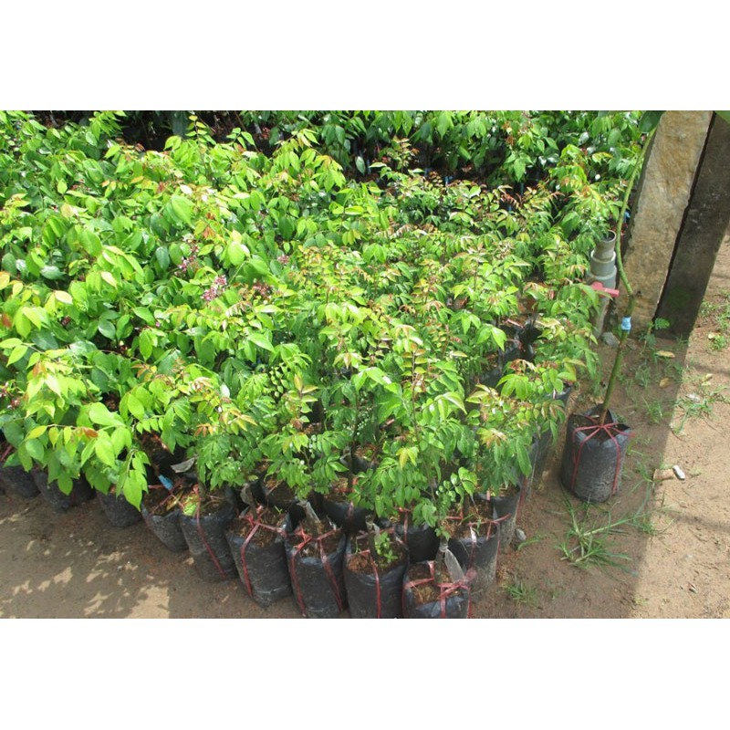 CÂY GIỐNG KHẾ NGỌT