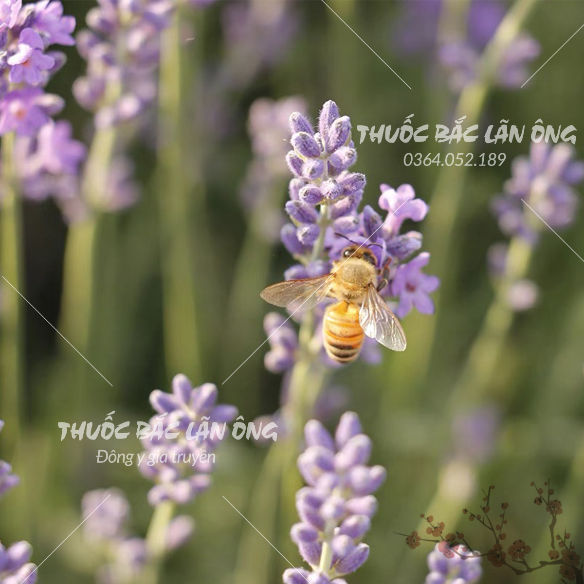 Nụ hoa oải hương 500g (Lavender khô, làm trà, tinh dầu, túi thơm)