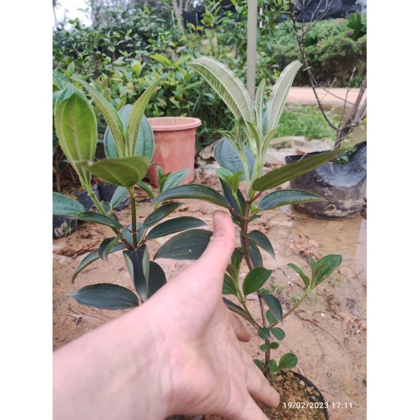 Cây giống hoa mua Úc - giống mới