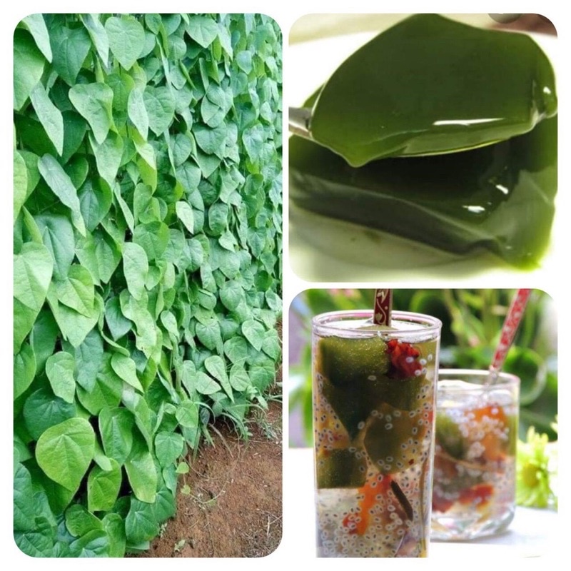 Cây giống sương sâm lông