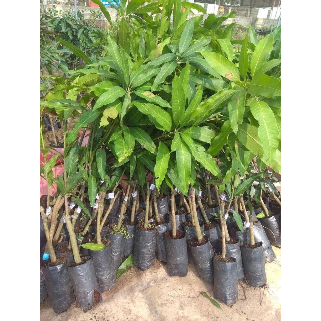 CÂY GIỐNG XOÀI TÍM F1