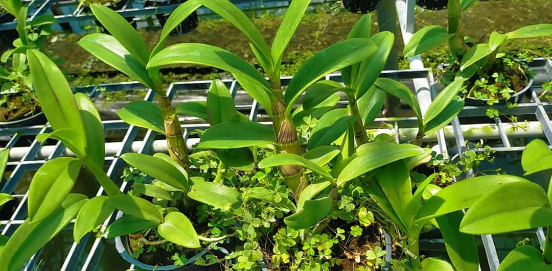 Hoa  lan  DENRO xích long CHẬU TRƯỞNG THÀNH