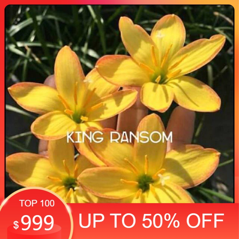 Củ huệ mưa ngoại King Ransom bảo hành mặt hoa