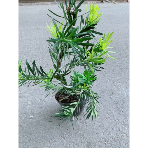 Tùng La Hán Bonsai