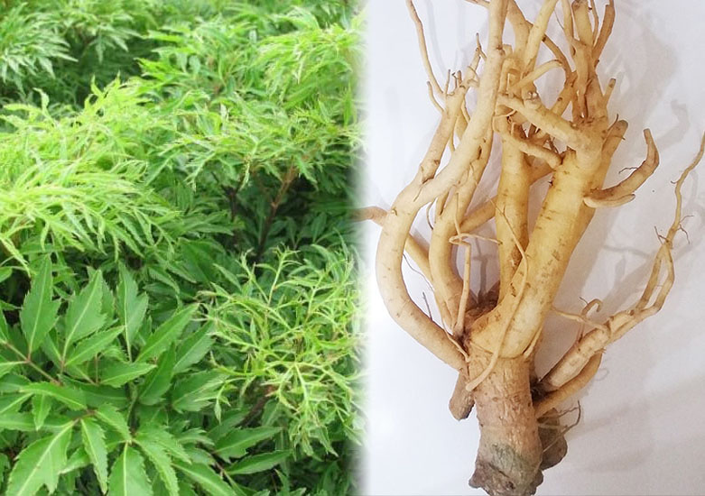 Cây Đinh lăng ta lá nếp - cây giống