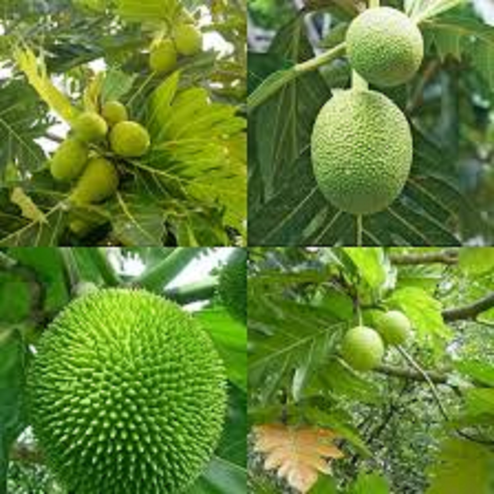 Cây giống Sa Kê ( Giống chuẩn, cây TO CAO khỏe )