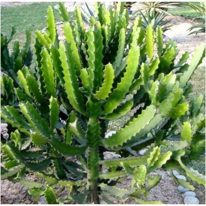 1 kg thân cây xương rồng ông, xương rồng 3 cạnh