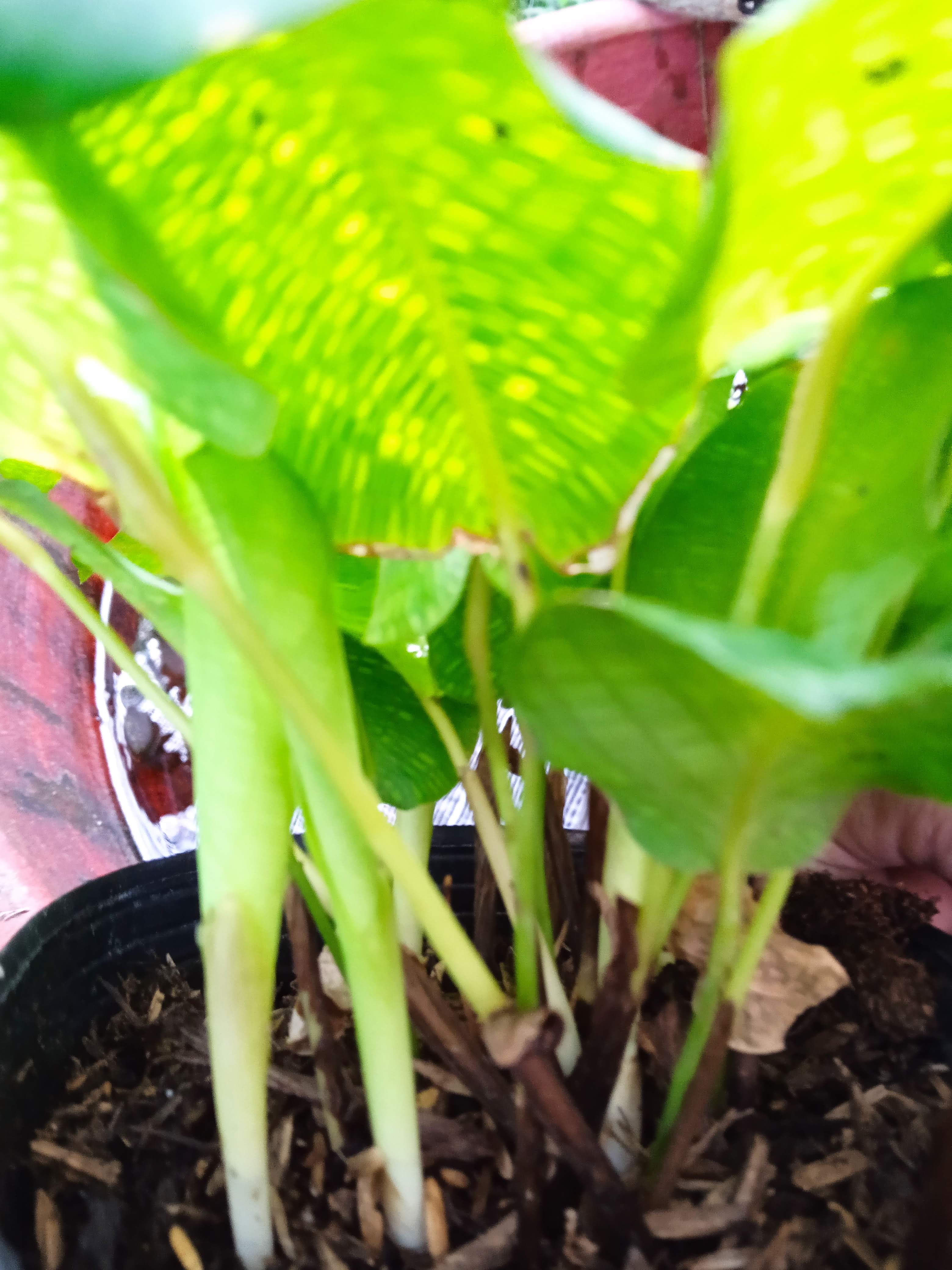 Calathea Musaica – Đuôi công Network Musaica