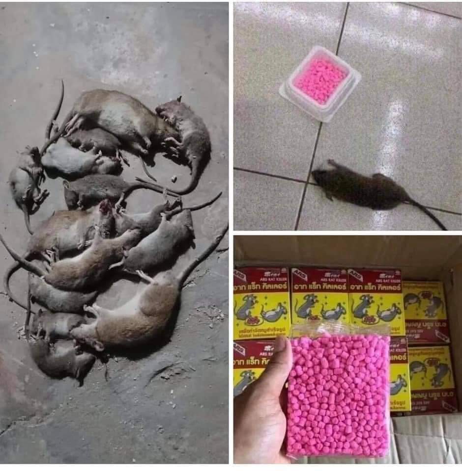THUỐC DIỆT CHUỘT THÁI LAN SIÊU HIỆU QUẢ ( combo 2 hop )