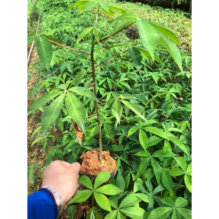 Cây mỹ nhân giống cao 40-50 cm (ảnh thật số 2).
