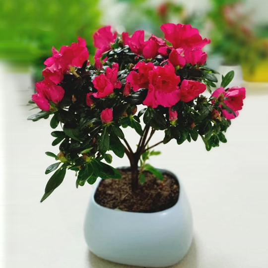 CÂY HOA ĐỖ QUYÊN TA GIỐNG