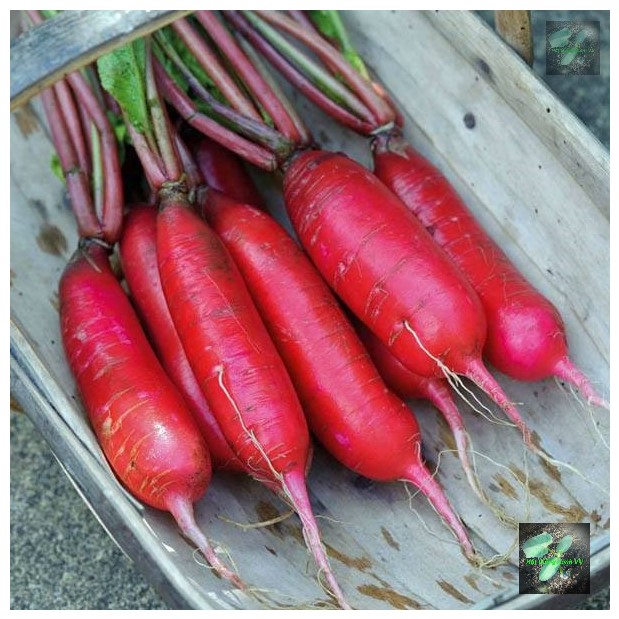 [Seeds] Hạt giống củ cải đỏ dài RD715, đóng gói 2gr (khoảng 200 hạt)