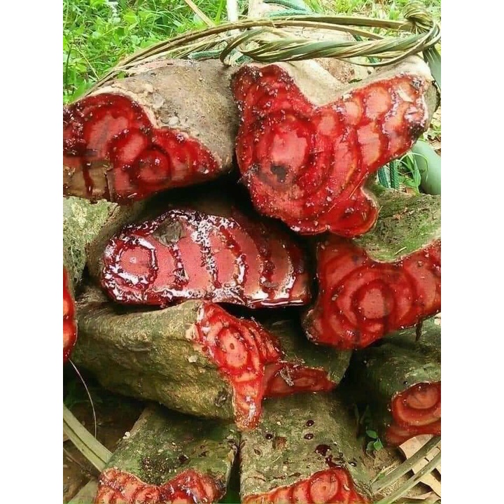 cây huyết đằng khô 1kg