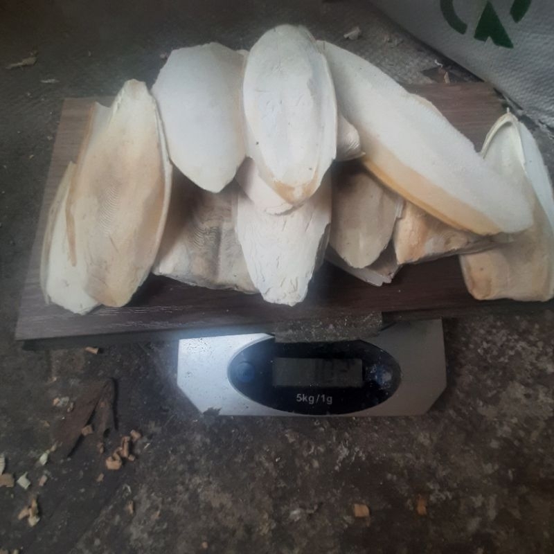 100g Nang Mực Bể Cho Chim,Vẹt,Bò Sát..vv
