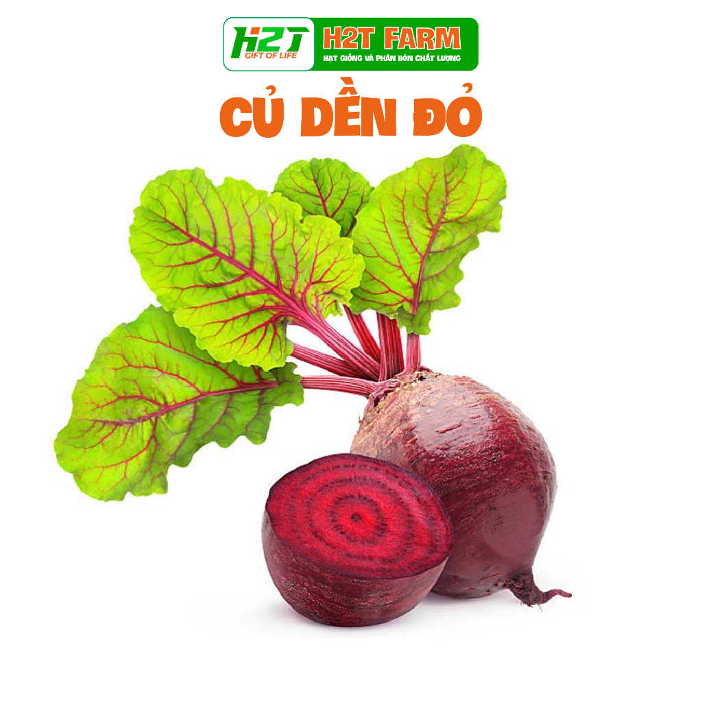 Hạt giống củ dền đỏ ngọt thanh, thơm ngon - h2t farm