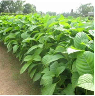 50 gram hạt giống gáo trắng