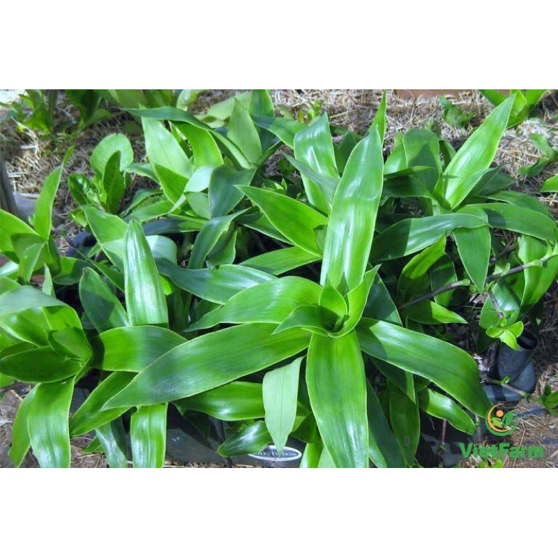 CÂY LƯỢC VÀNG - cây giống