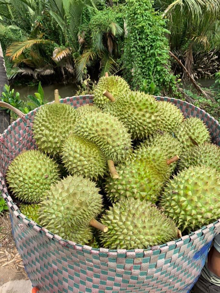 Cây giống Sầu Riêng Chuồng Bò. [ Giống ghép đầu dòng ].