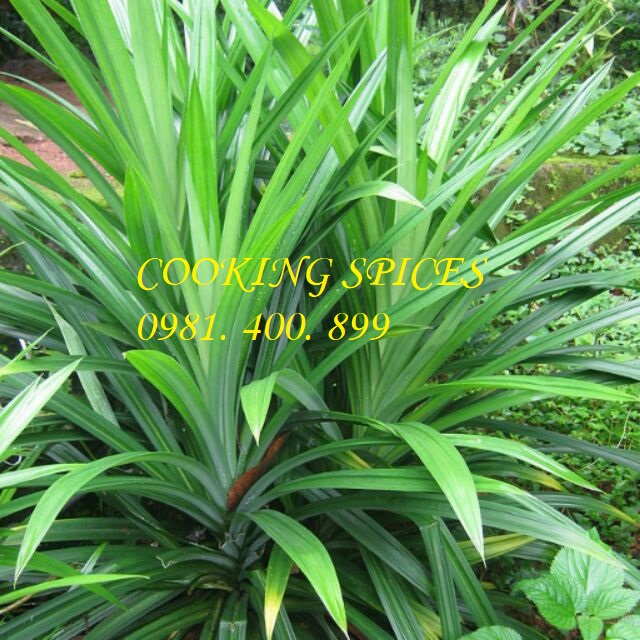 Bột Lá Dứa Việt Nam ( Pandan Powder )