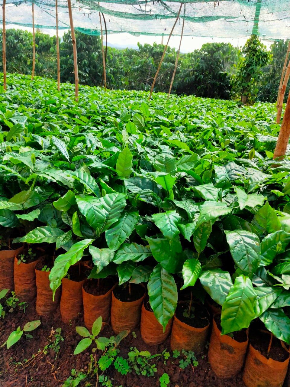 cây giống cà phê