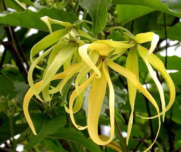 Cây giống hoa dẻ thơm - cây giống lớn