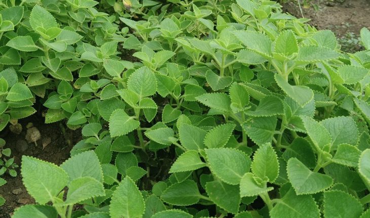 Lá Húng Chanh 500g