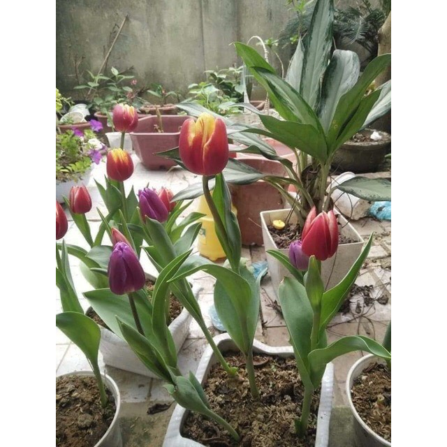 Củ hoa Tulip Hà lan trồng tết. 1Củ
