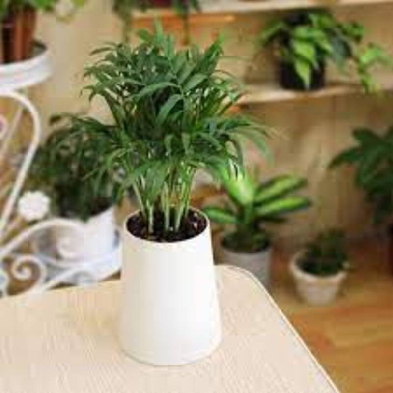 Combo 5 Cây Cau Tiểu Trâm Đẹp Khỏe Lạ