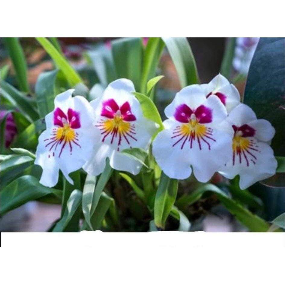 Hoa lan vũ nữ motonia(4 cây) cực thơm HOA TẾT