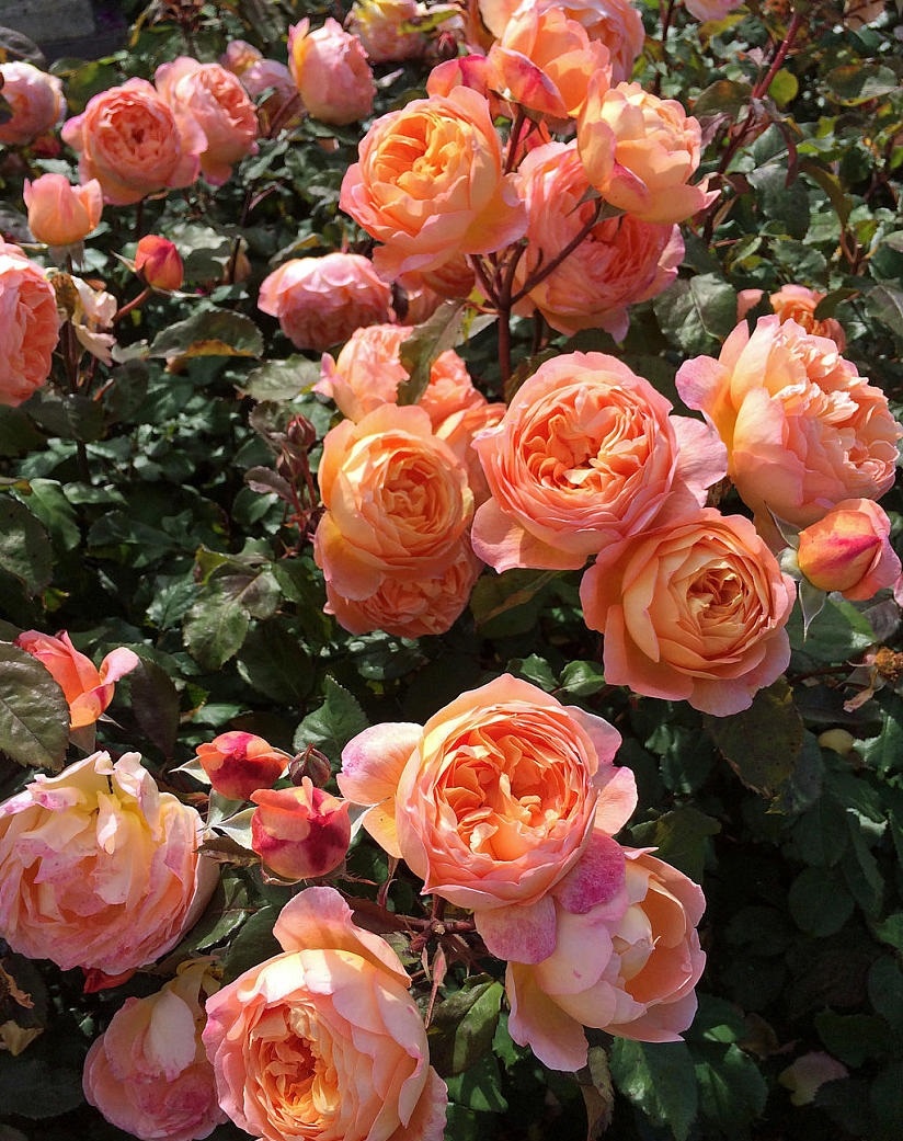 Chậu Hoa hồng leo Lady of Shalott màu cam cá - bầu to cây lớn trưởng thành