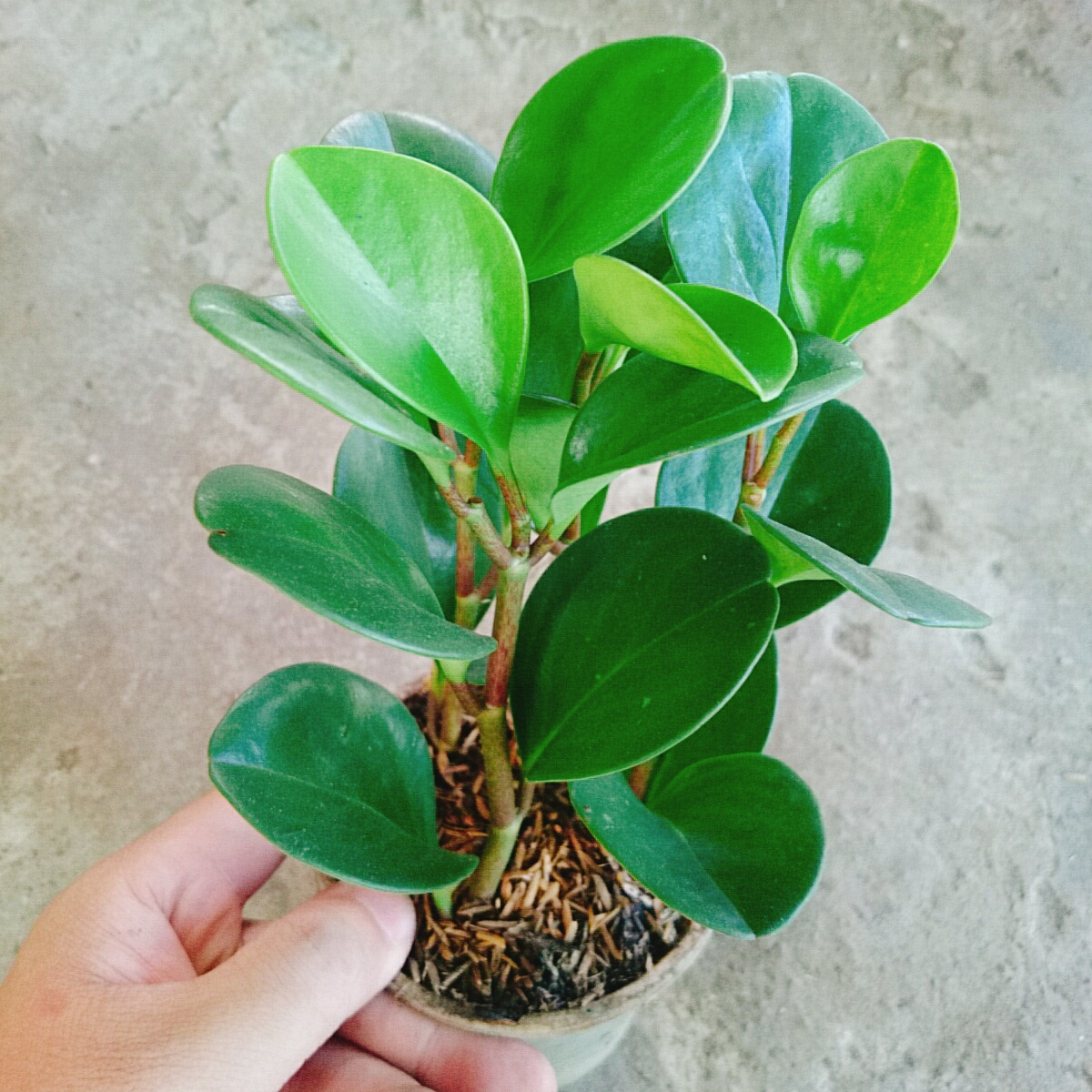 Cây Trường Sinh - cây cảnh để bàn
