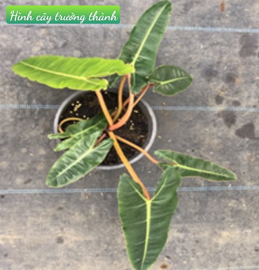Hạc Cam (Philodendron Billitae)