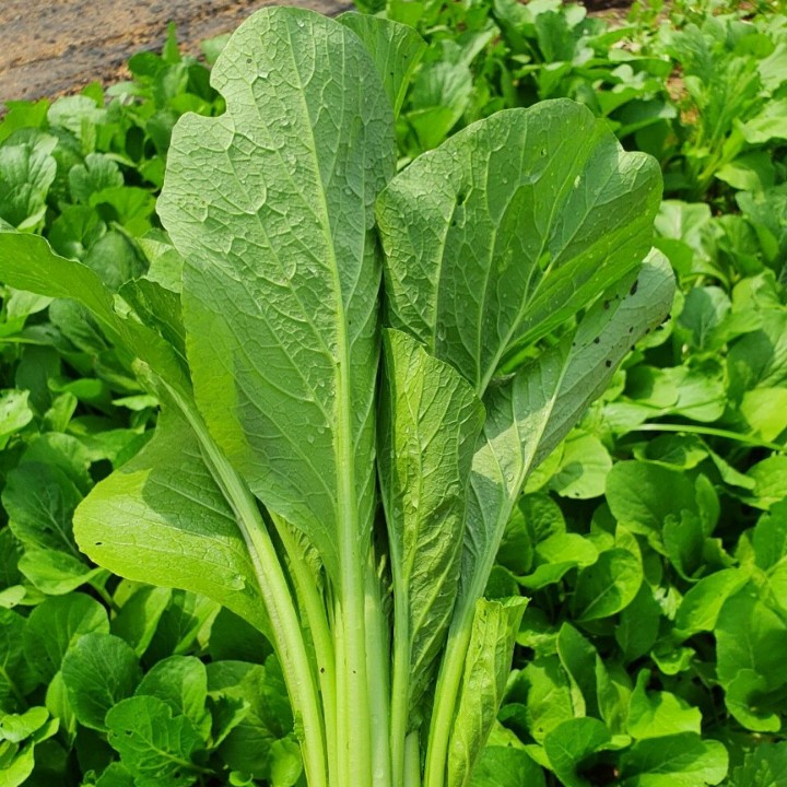 Hạt giống Cải ngọt gói 50gr