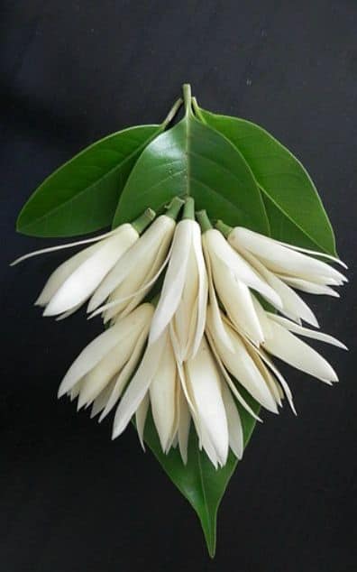 cây giống hoa ngọc lan trắng