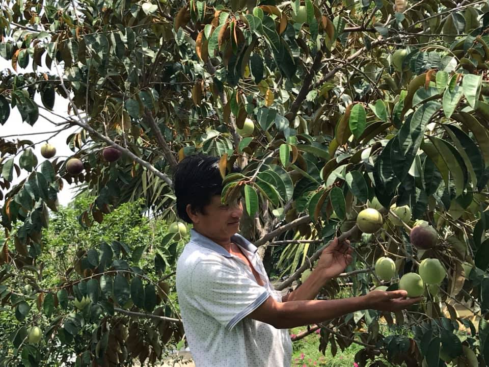 Cây giống vú sữa mica