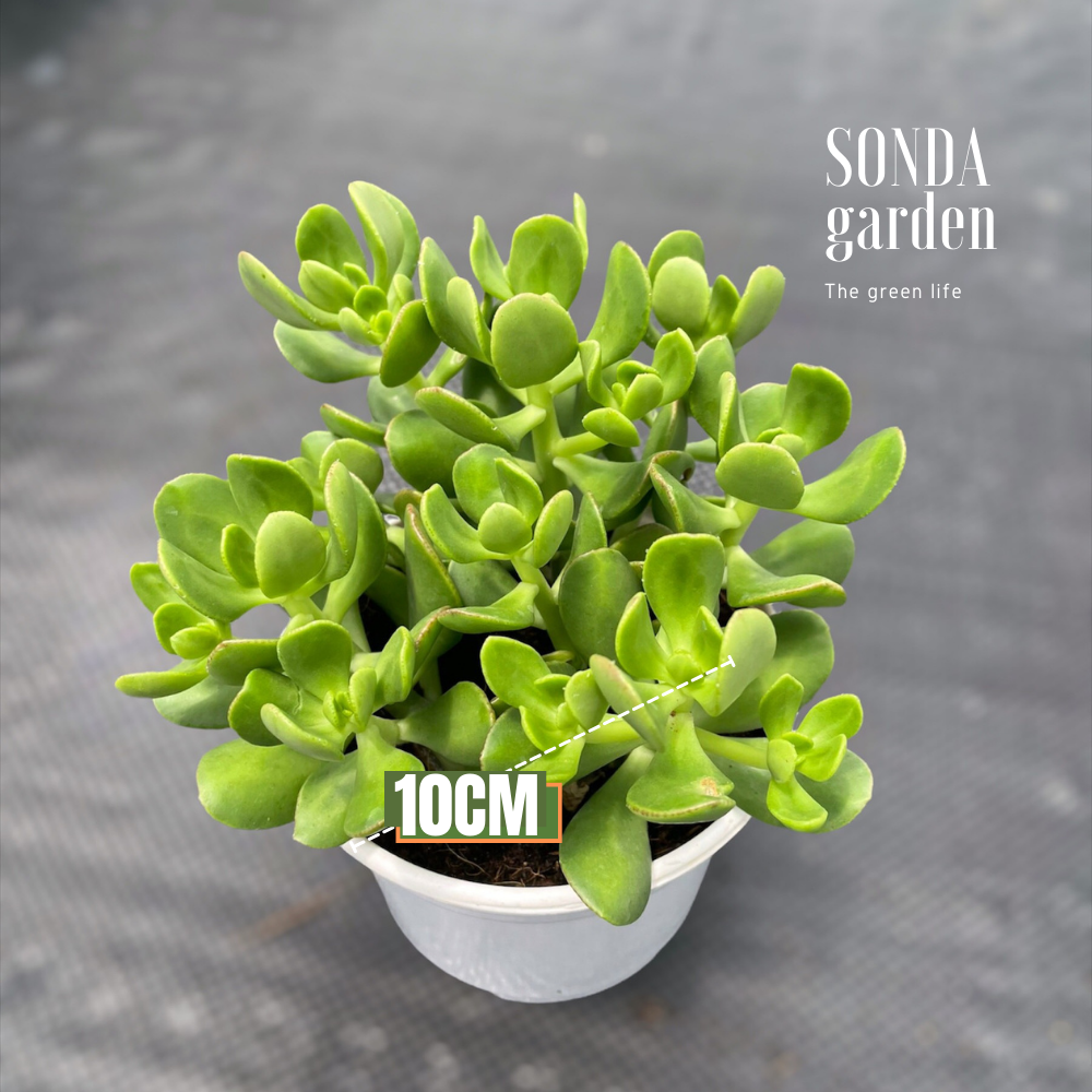 SEN ĐÁ THẠCH BÍCH LÁ XOĂN SIZE TRUNG BÌNH, LỖI 1 ĐỔI 1