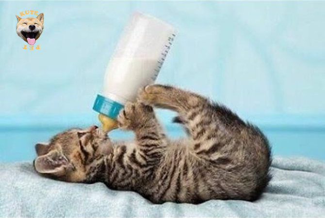 Sữa cao cấp Bio Milk dành cho chó mèo