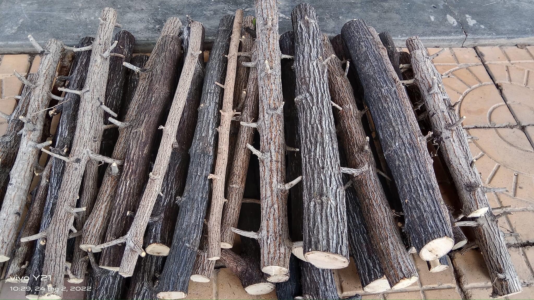 LŨA THẠCH SÙNG CÓ VÕ - CHUYÊN SET UP LAYOUT RỪNG BỂ THỦY SINH 1KG - LŨA THẴNG ĐẸP