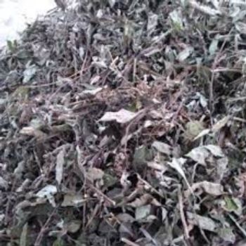 cây bầu đất phơi khô 1kg