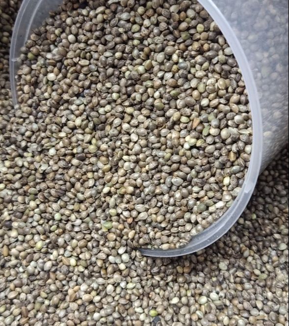 Hạt láng tròn/hạt gai dầu cho hamster (100gr)