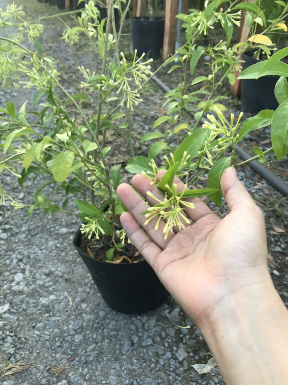 Caykiengsadec Cây dạ lý hương