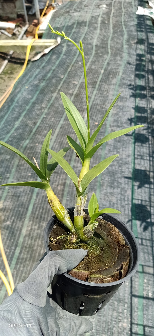 Chậu cây lan Dendro chớp Enobi - chớp sữa