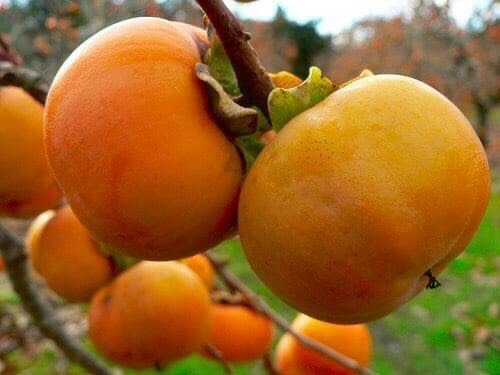 Cây giống Hồng vuông giòn Nhật Bản Fuji siêu ngọt, không hạt, không chát